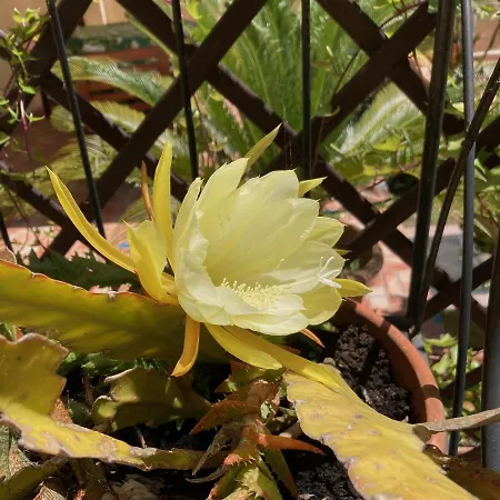 Carrer Dels Horts * Αλγκέρο