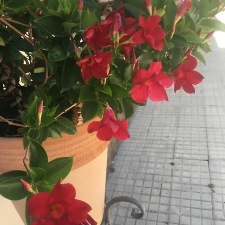 Daire Carrer Dels Horts